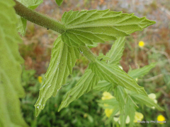 Bellardia viscosa