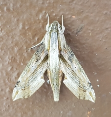 Eupanacra