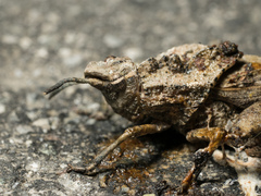 Dracotettix monstrosus