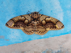Brahmaea hearseyi