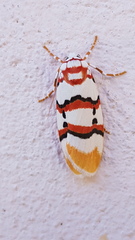Cyana cruentata
