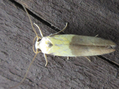 Stathmopoda auriferella