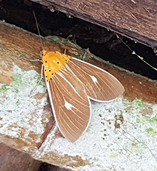 Asota producta