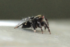 Saitis virgatus