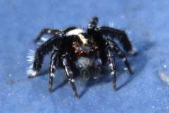 Saitis virgatus