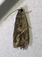 Endothenia