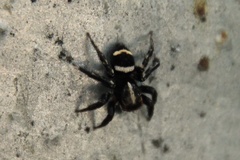 Saitis virgatus