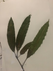 Magnoliopsida