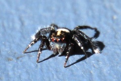 Saitis virgatus