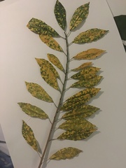 Codiaeum variegatum