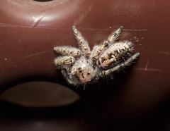 Phidippus carolinensis