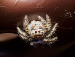 Phidippus carolinensis
