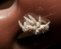 Phidippus carolinensis