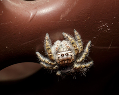 Phidippus carolinensis