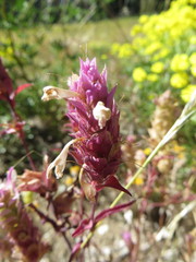 Orthocarpus cuspidatus