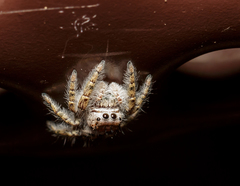 Phidippus carolinensis