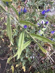 Echium vulgare