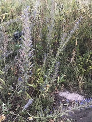 Echium vulgare