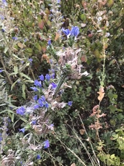 Echium vulgare