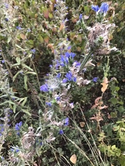 Echium vulgare