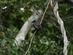 Rhipidura rufiventris