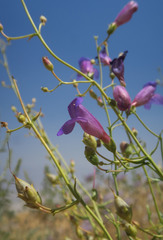 Penstemon incertus