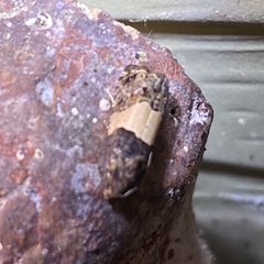 Epiblema tripartitana