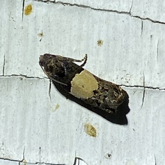 Epiblema tripartitana