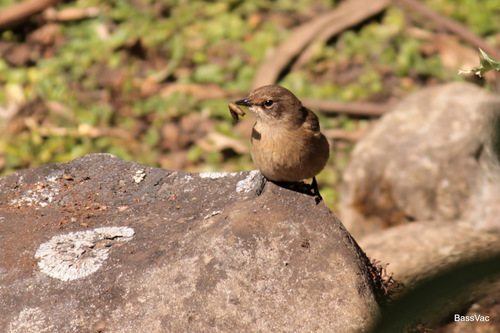 Moorland Chat