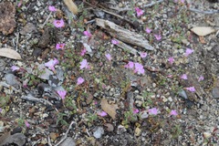 Erythranthe gracilipes