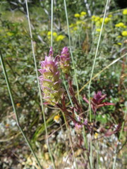 Orthocarpus cuspidatus