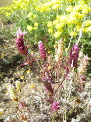 Orthocarpus cuspidatus