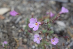 Erythranthe gracilipes