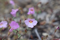 Erythranthe gracilipes