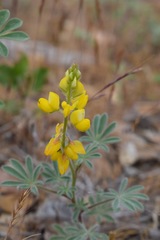 Lupinus citrinus citrinus