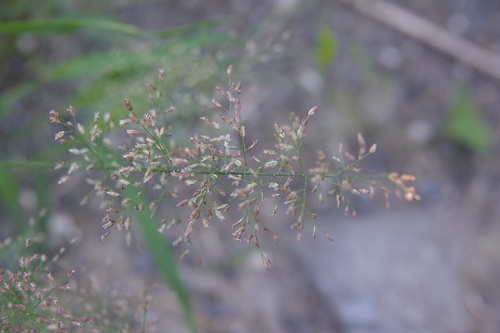 Eragrostis amabilis iNat (3)