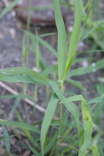 Eragrostis tenella