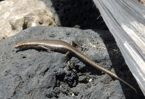 Cryptoblepharus poecilopleurus observed 2017-07-09
