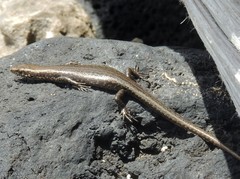 Cryptoblepharus poecilopleurus