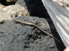 Cryptoblepharus poecilopleurus