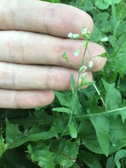 Capsella bursa-pastoris