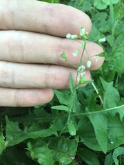 Capsella bursa-pastoris