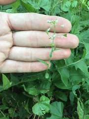 Capsella bursa-pastoris