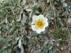Dryas sumneviczii