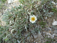 Dryas sumneviczii
