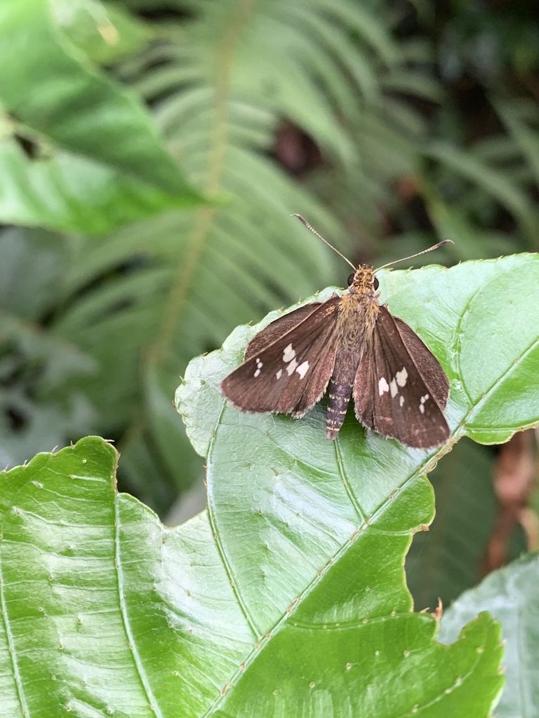 Shiny-Spotted Bob