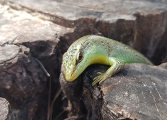 Dasia olivacea