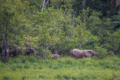 Loxodonta cyclotis