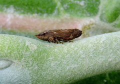 Clovia