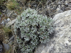 Oxytropis tragacanthoides